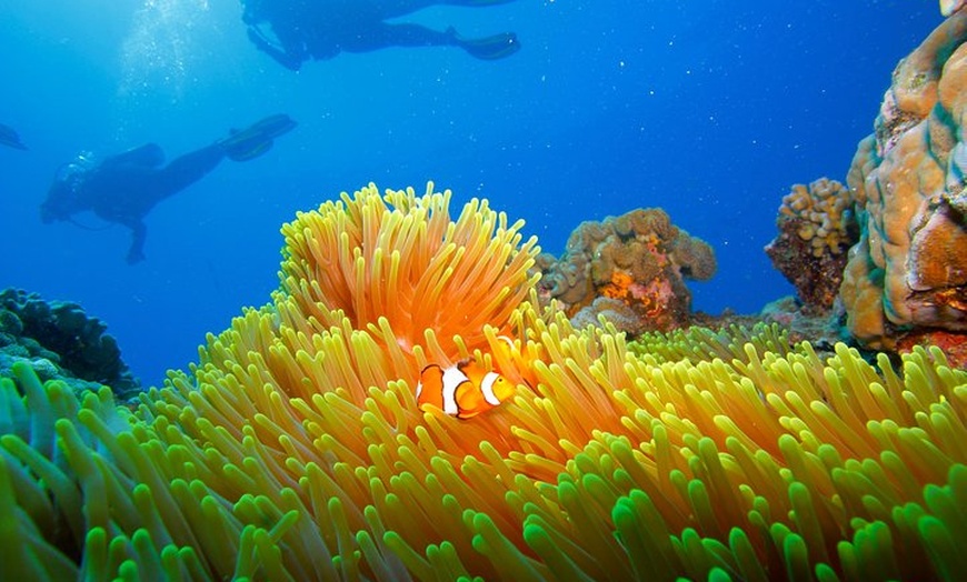 Image 9: Calypso Outer Great Barrier Reef Cruise from Port Douglas