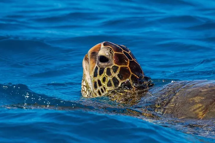 Moana's Waikīkī Grand Guided Turtle Snorkel & Sailing Adventure