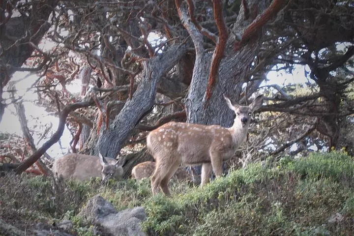Guided 2-Hour Point Lobos Nature Walk