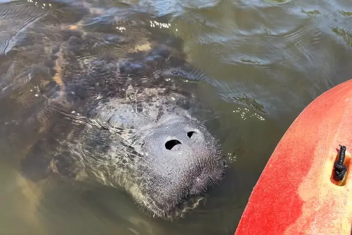 Manatee Discovery Anna Maria Island