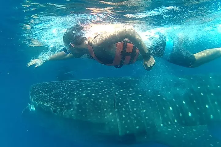 Swim with Whale Sharks in Cancun - Primary Image