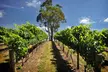 Small Group Adelaide Hills and Hahndorf Hideaway Tour from Adelaide - Image 4