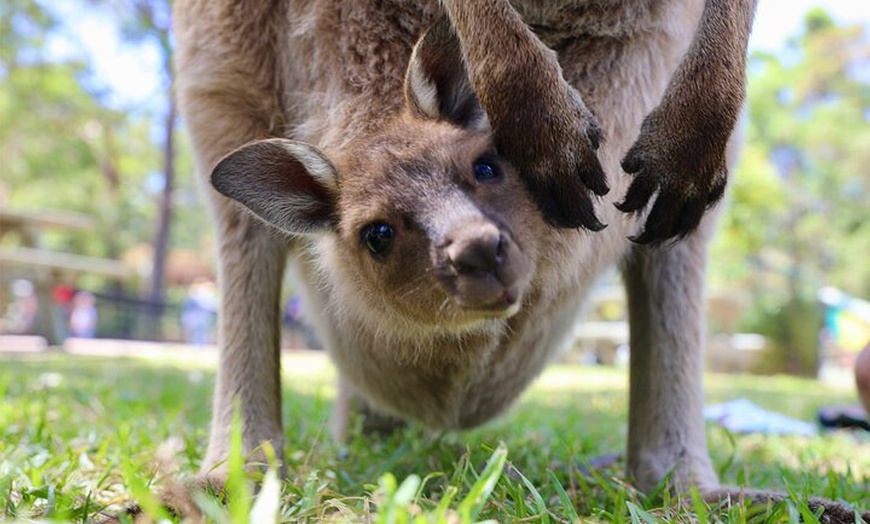 Image 3: Nature and Wildlife: Australia in One Day - Private Tour