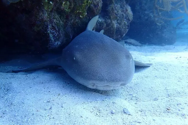 Half Day Scuba Diving Trip in the Florida Keys - Second Medium