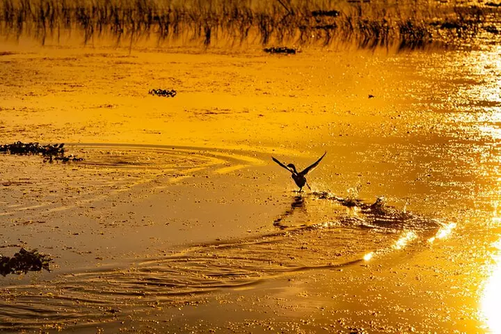 1-Hour Sunset Airboat Ride near Orlando
