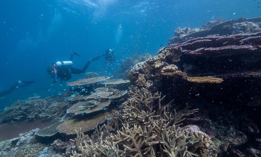 Image 9: Snorkel & Dive the Reef: Sustainable, Scientific & Cultural Tour