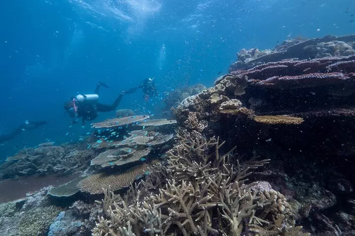 Snorkel & Dive the Reef: Sustainable, Scientific & Cultural Tour
