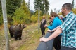 Discover Grizzly Bears from Banff - Second Medium