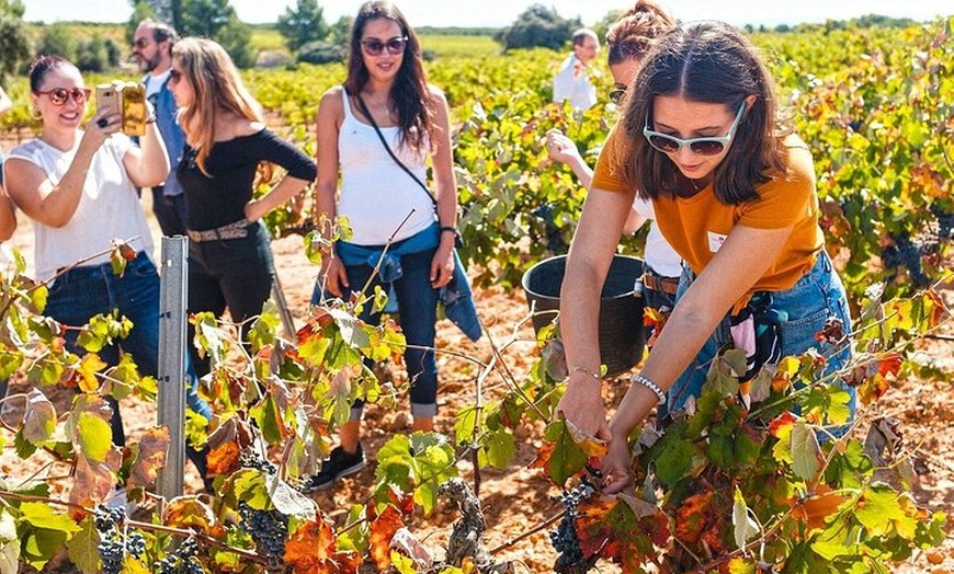 Image 9: Excursión por el viñedo de Valencia : Brunch rústico a la parrilla ...