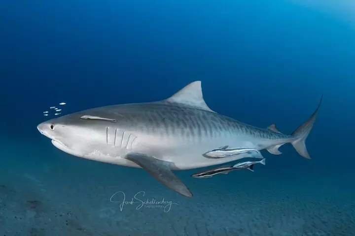 Shark Snorkeling Experience in South Florida - Second Medium