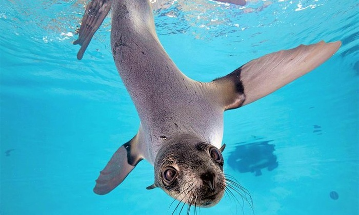 new england aquarium groupon