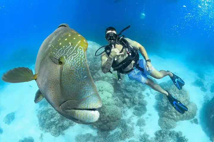 Great Barrier Reef Snorkeling and Diving Cruise from Cairns