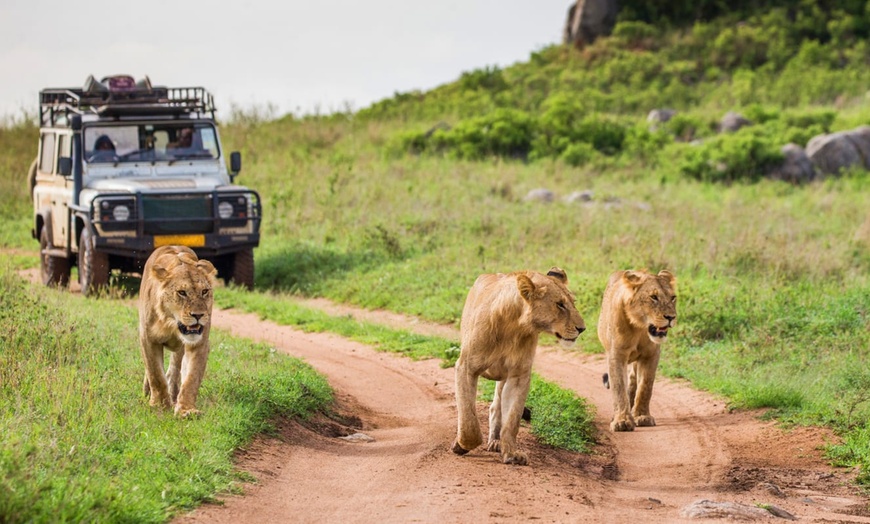 Image 19: ✈ TANZANIA | Dal Kilimangiaro a Zanzibar - Safari dans la savane & ...