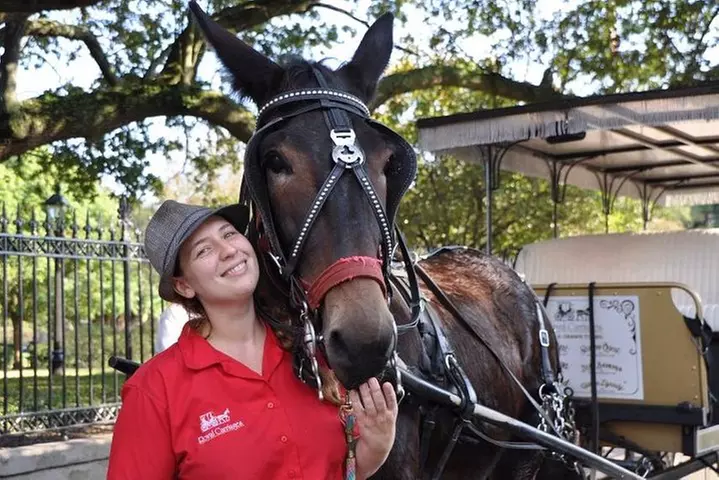 New Orleans French Quarter and More Carriage Ride