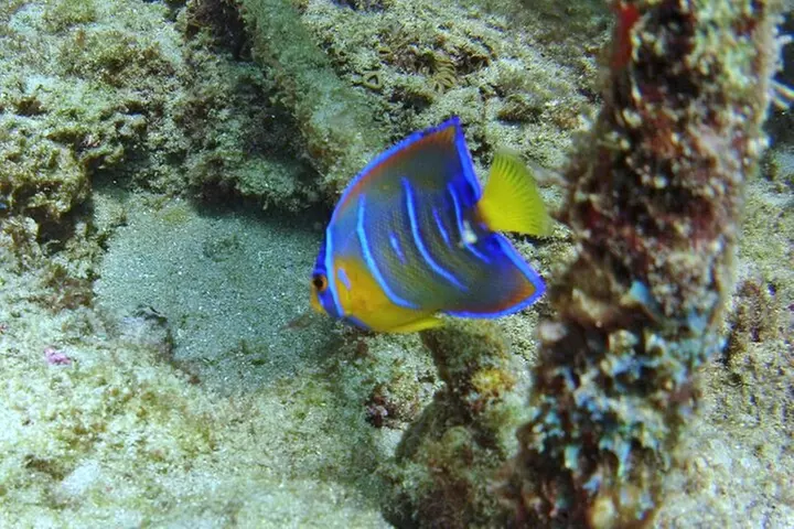 Guided Snorkel Experience in Fort Lauderdale