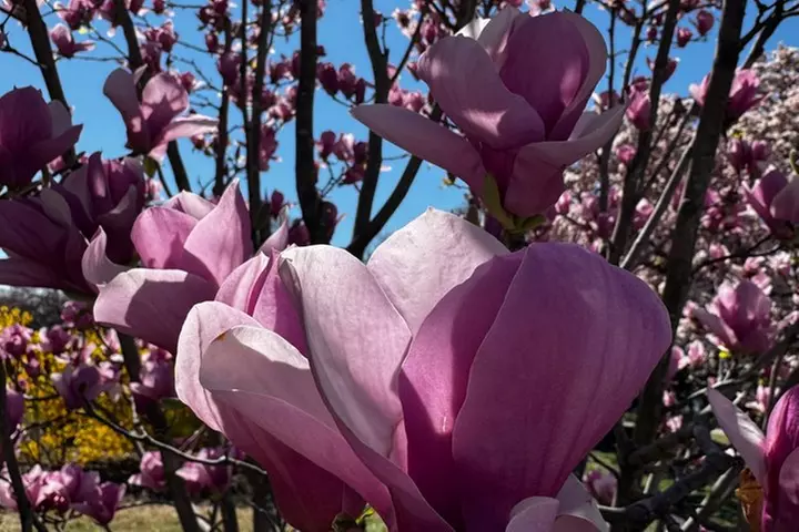 Small Group Washington DC Tour with Changing of the Guard