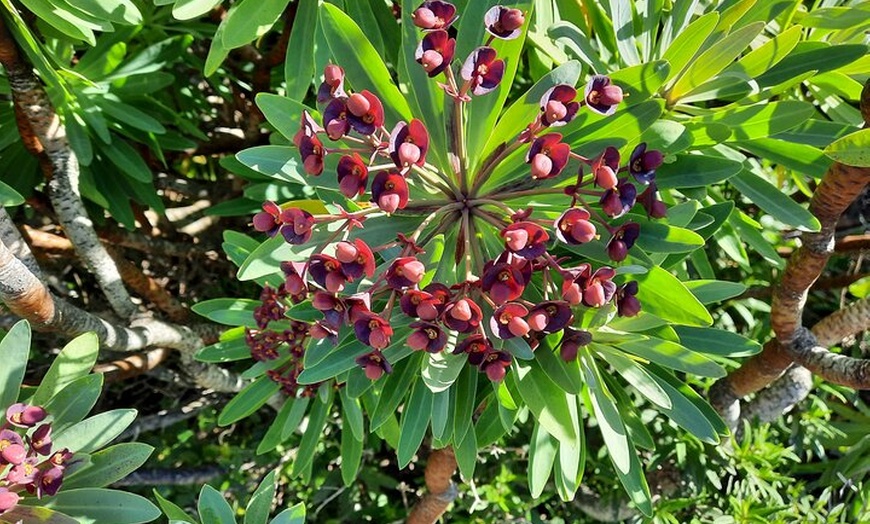 Image 2: Senderismo en el cañón de Cuevas Negras en Tenerife