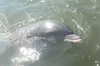 Best of Marco Island Dolphin Tour