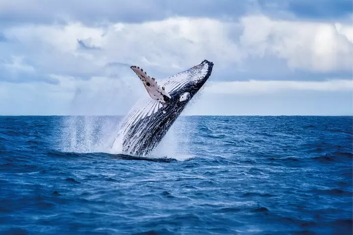 West Oahu Whale Watching & Turtle Snorkeling - Primary Image