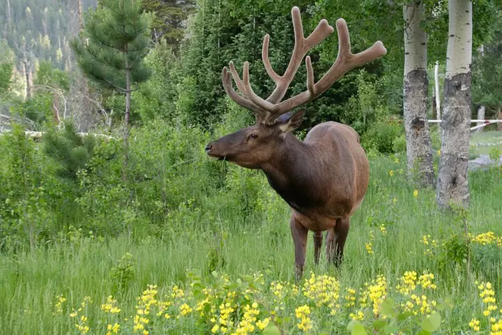 Half-Day Rocky Mountain National Park "Lake and Meadows Tour"