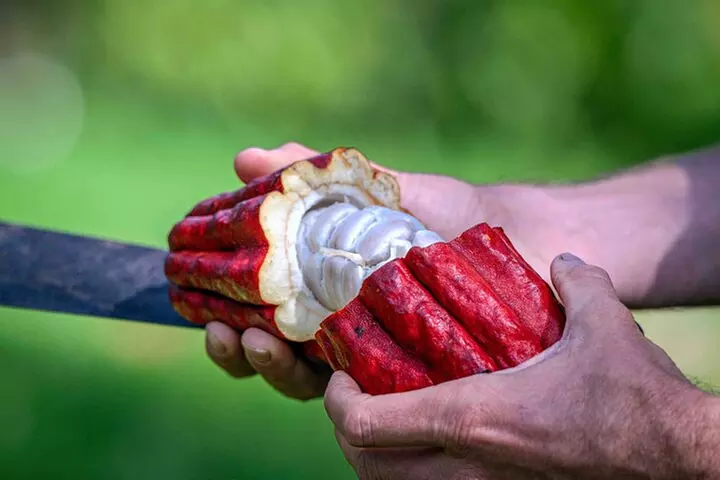 10 Bar Hawaiian Craft Chocolate Tasting Experience