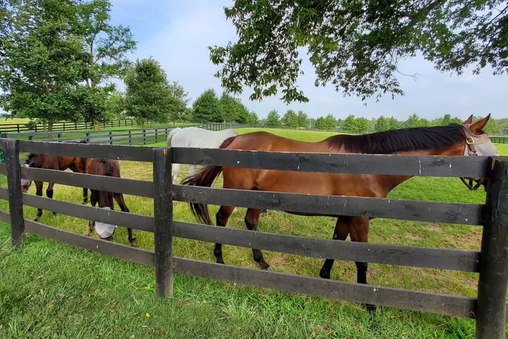 Unique Horse Farm Tours with Insider Access to Private Farms