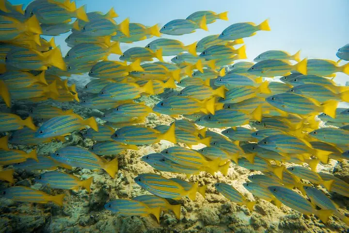 Moana's Waikīkī Grand Guided Turtle Snorkel & Sailing Adventure