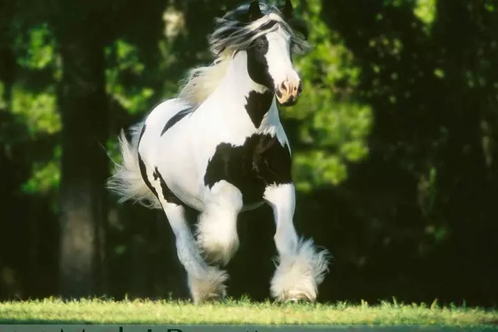 Gypsy Gold Horse Farm Tour