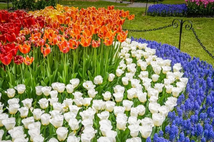 Windmill Island-Tulip Festival Day Tour from Chicago - Second Medium