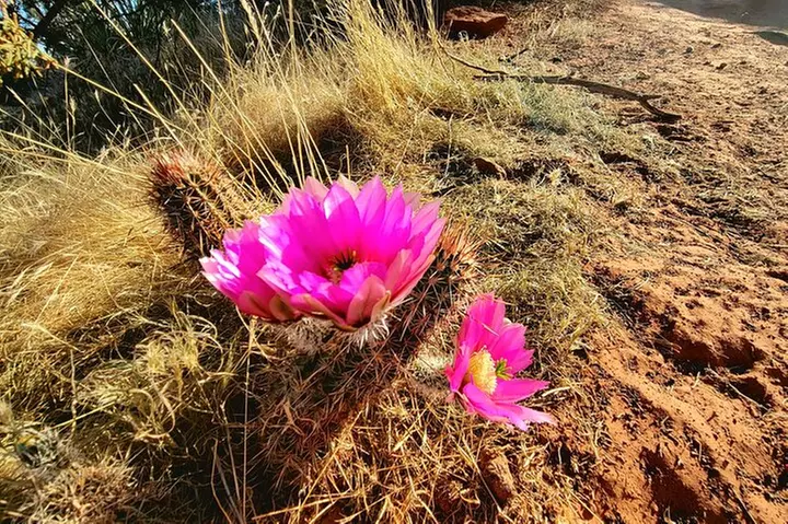 VIP Sedona Vortex Spiritual and Scientific Tour