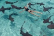 Exuma Day Away - Original Swimming Pigs Excursion - Second Medium