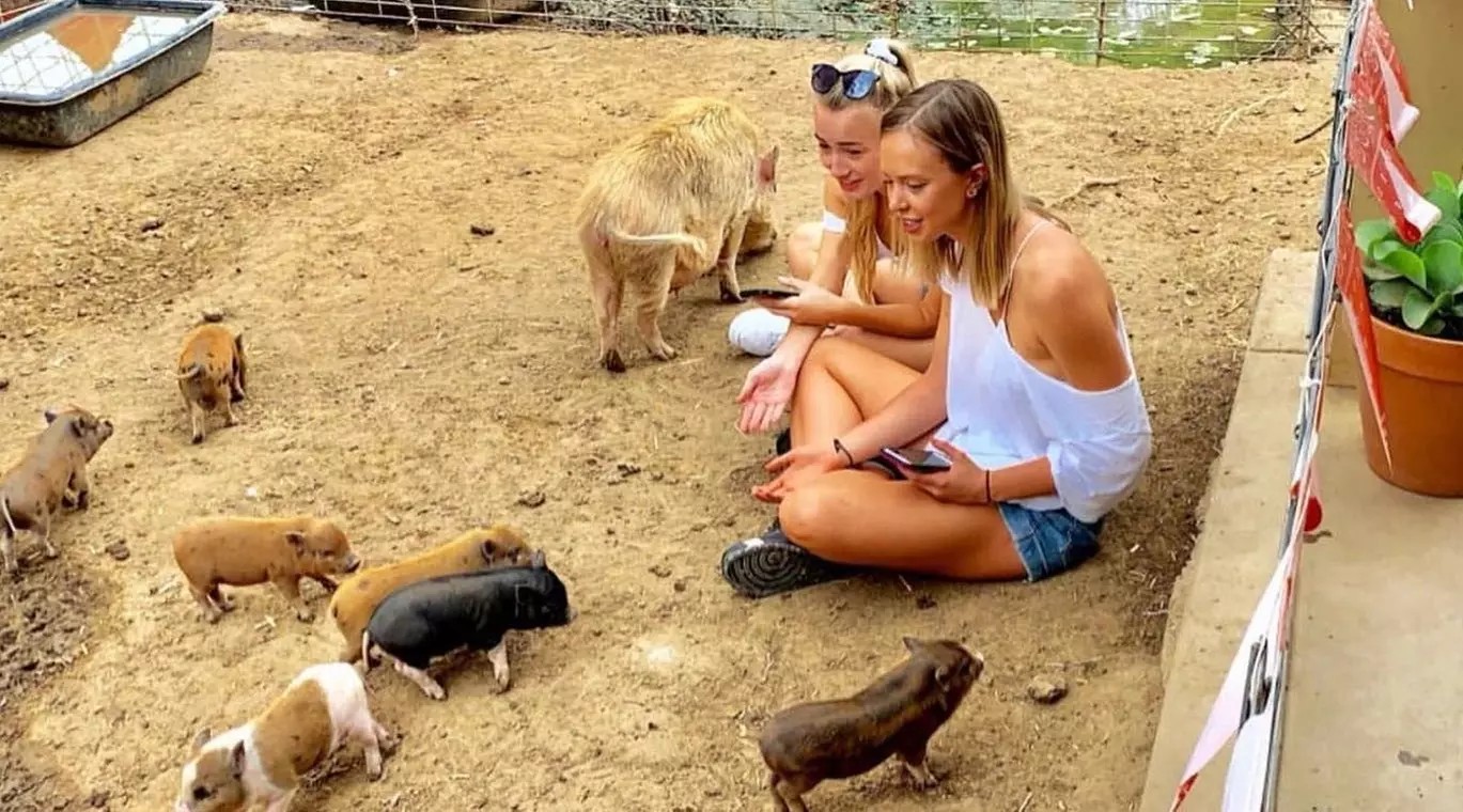 Mini Pig Interactive Experience in Norco - Primary Image