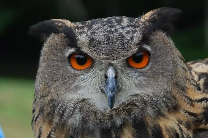 Colorado Springs Hands-On Falconry Class and Demonstration