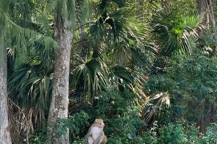 Clear Canoeing and Wildlife Sightseeing at Silver Springs