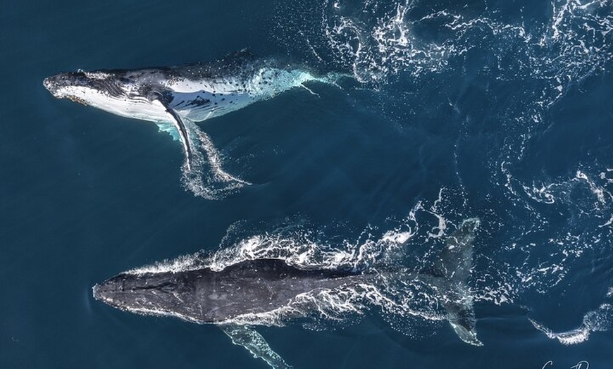 Image 2: Whale Watching Terrigal