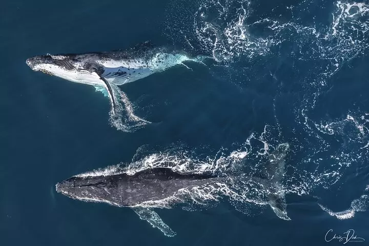 Whale Watching Terrigal