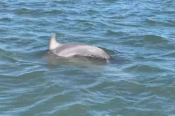 Private Charleston Dolphin and Eco Boat Tour