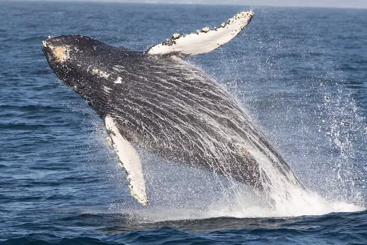 Monterey Whale Watching Tour