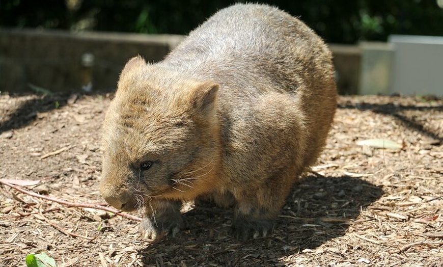 Image 6: Cleland Wildlife Park Experience - from Adelaide including Mt Lofty...