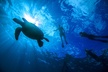 Turtle Canyons Snorkel Excursion from Waikiki, Hawaii - Second Medium