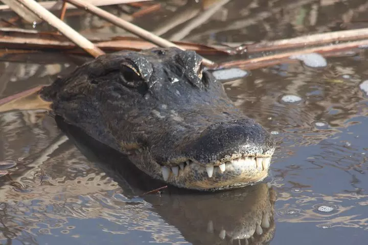 Everglades Day Safari from Ft Lauderdale