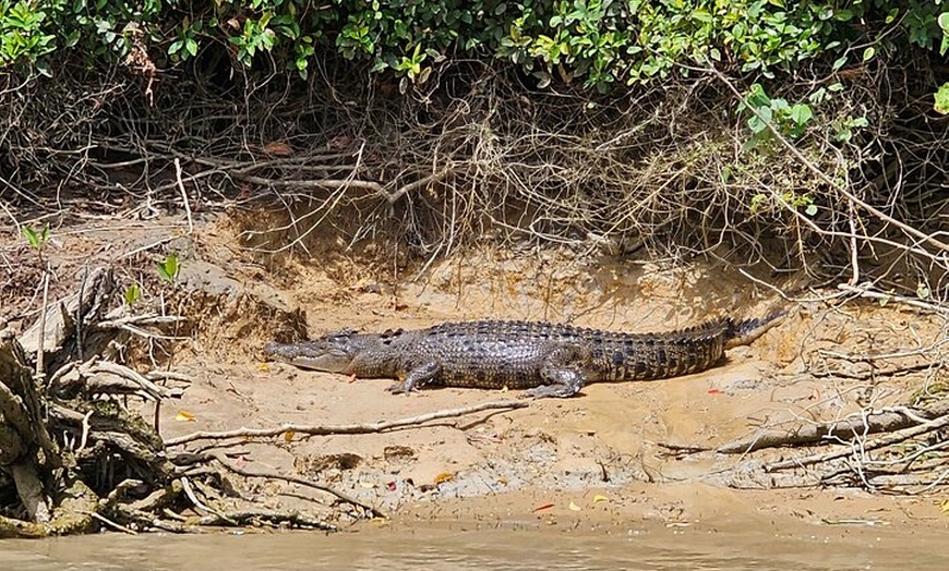 Image 17: Aboriginal Fishing & Beach Day Tour+ Daintree Crocodile Cruise