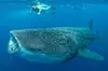 whale shark experience cancun