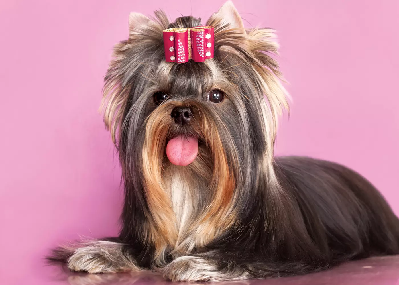 $25 For $50 Toward Dog Grooming Services - Second Medium