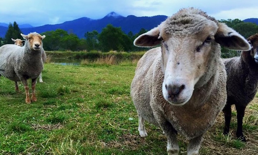 Image 2: Trevena Glen Farm Animal Experience