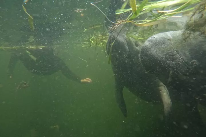 3 Hour Small Group All Inclusive Manatee Swim with free Photo pkg