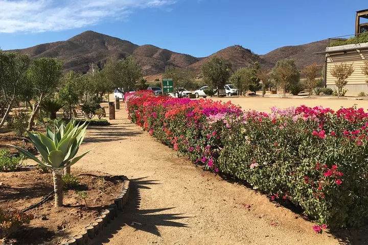 Luxury Private Wine Tasting Tour to Guadalupe Valley from San Diego