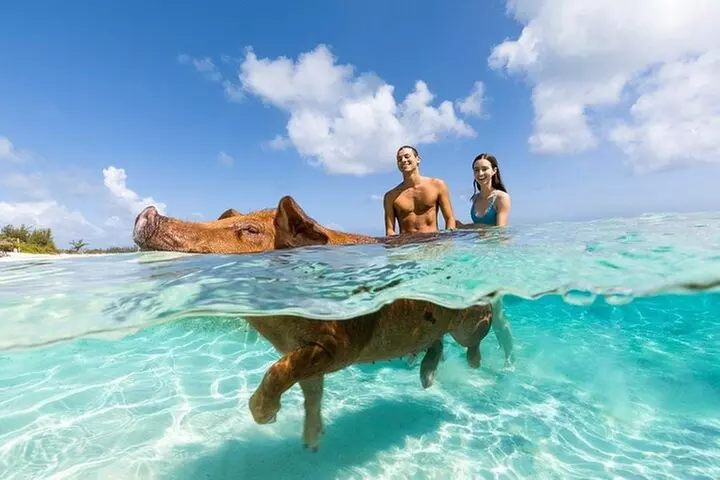 Swim with the Pigs Safari in Bahamas (2hrs) - Primary Image