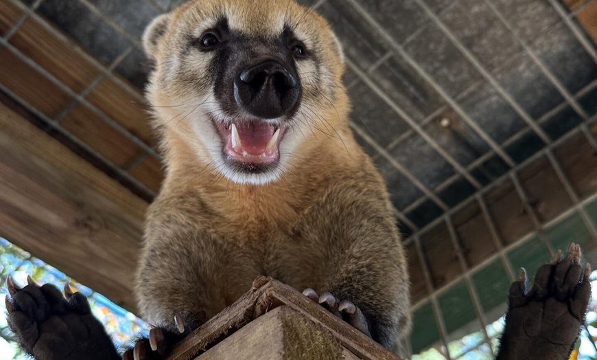 Image 3: $20 For A Zoo Admission, Wild Adventure Mini-Golf & Parakeet Jungle...