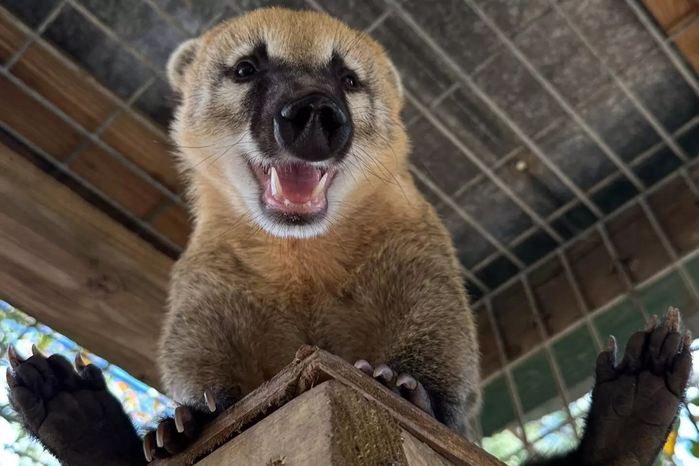 $20 For A Zoo Admission, Wild Adventure Mini-Golf & Parakeet Jungle...